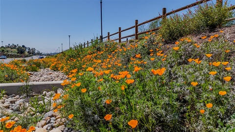 California poppy's in front of the bridge.